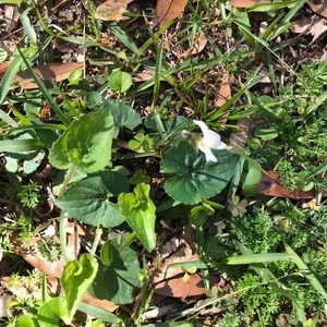 Meet your Posher, Ann